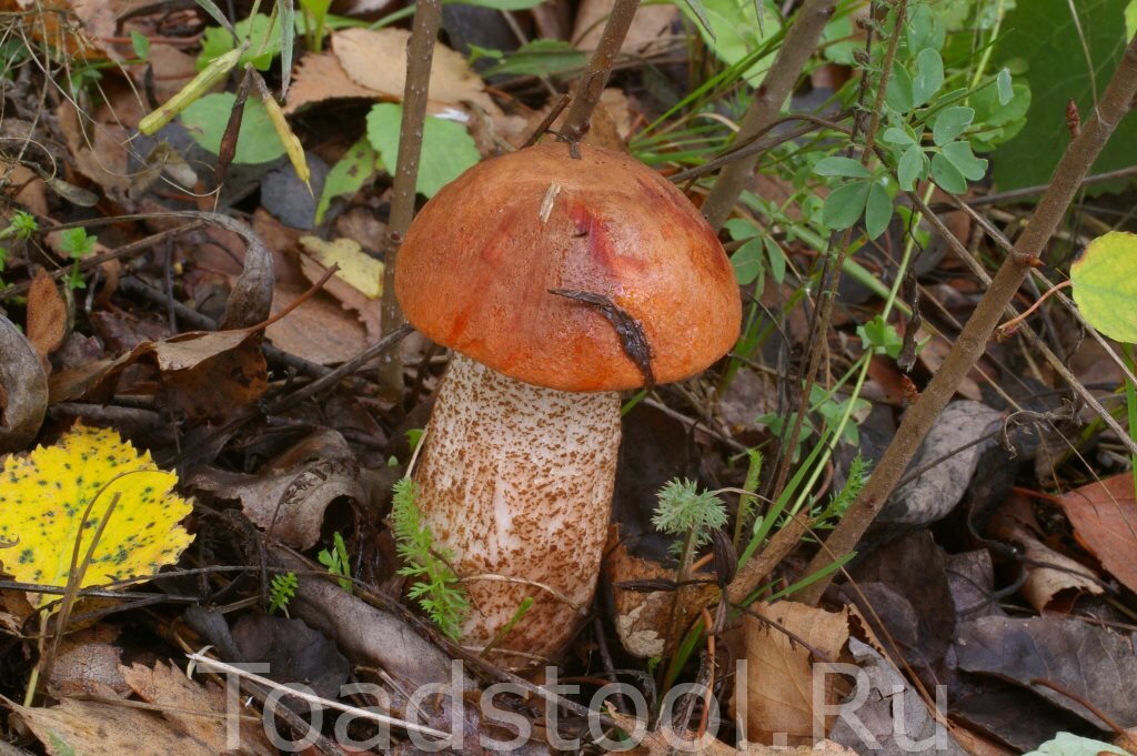 А это из другого леса. Тот же красный, а биотоп иной (фото И.Лебединского)