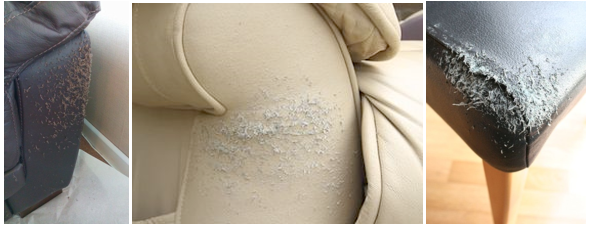 Знакомая многим владельцам кошек картина 