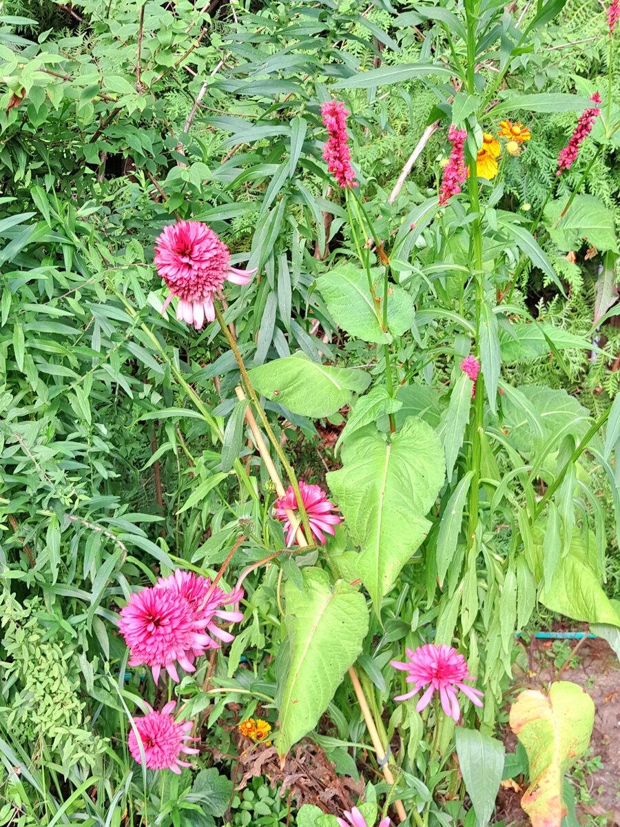 Эхинацея Southern Belle и горец Горец свечевидный  (Persicaria amplexicaulis) , купленный, как "Blackfield", почти идеально совпали по цвету. А вот оранжево-желтый гелениум мне придется из этой компании убрать или рудбекию посадить в другом месте? Она пока стоит в горшке