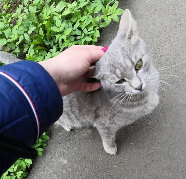 Молодой и веселый кот Смоки с изумрудными глазами ищет ДОМ! 💎 Москва и МО  | Кошки и собаки в добрые руки! 🏡 | Дзен
