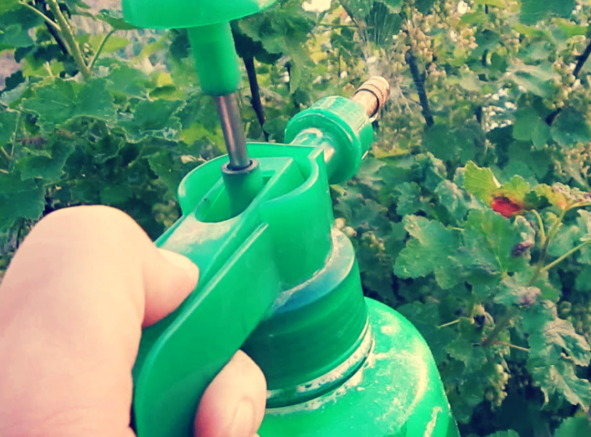 Опрыскивание от тли.