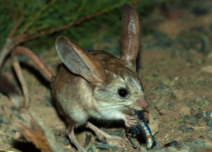 Длинноухий тушканчик