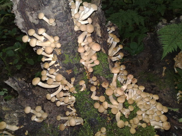 фото из старого времени...