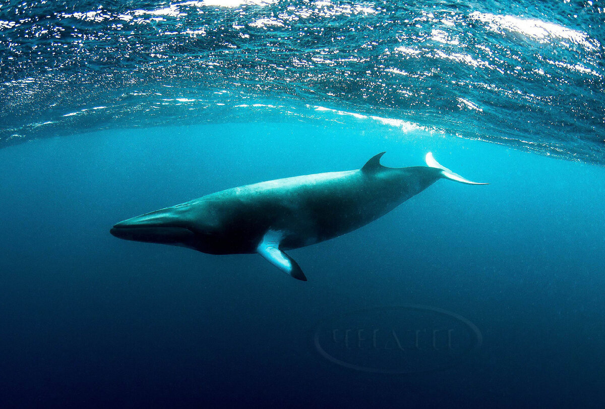 Карликовый кит