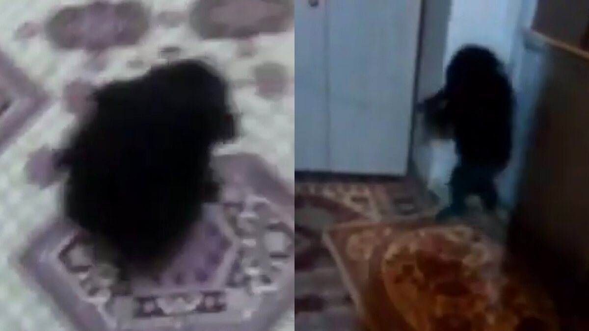 домовой