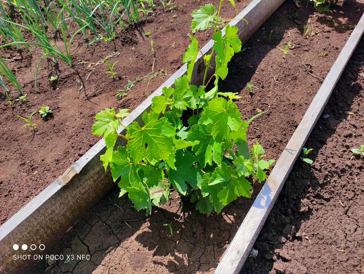 Этот саженец был в прошлом году обрезан на обратный рост и весной дал мощные, быстро растущие побеги
