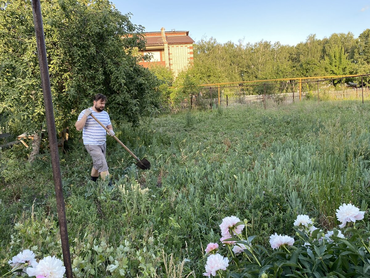 Борюсь с сорняками на огороде. Рассказываю о результатах эксперимента с  картоном. Плюсах и минусах. | Будни безработной блогерши | Дзен