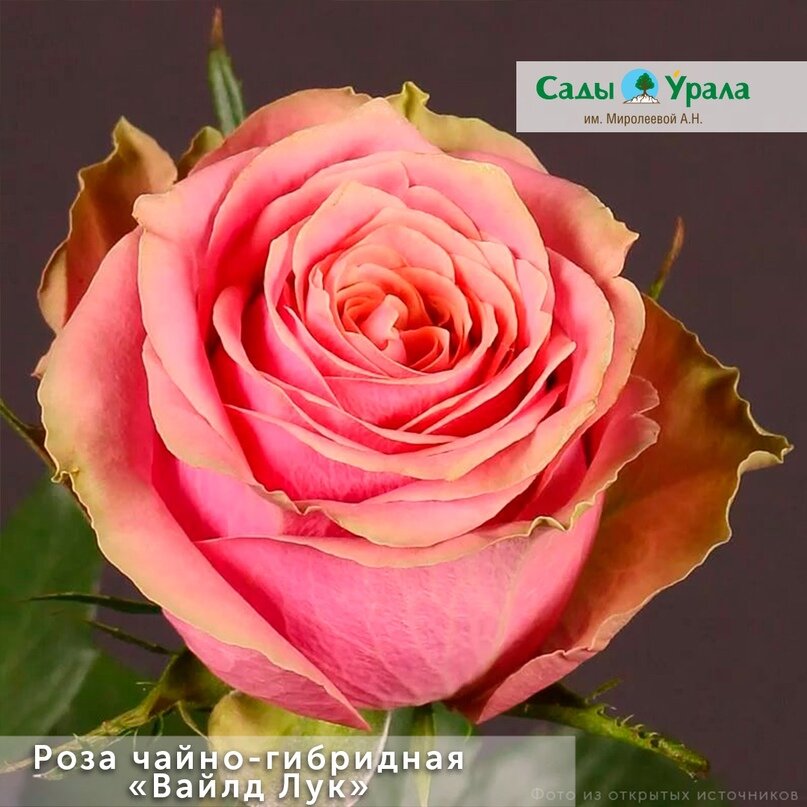 Чайно-гибридные розы: можно ли выращивать садовые цветы дома?