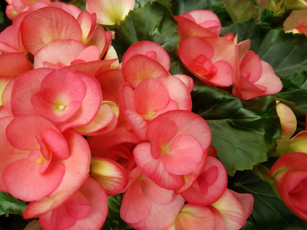 Бегония цветок бегония. Бегония клубневая королевская. Бегония вечноцветущая элатиор. Бегония элатиор. Цветок бегония элатиор.