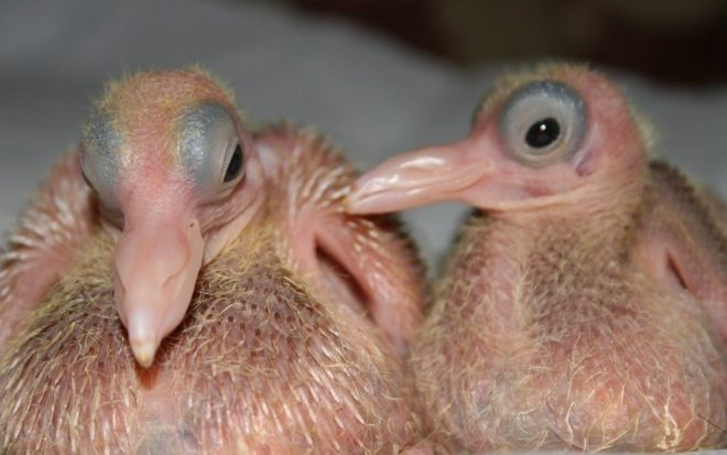 Показываю, как выглядят птенцы голубей и почему их никто не видел | Наука  для чайников │ Интересные факты | Дзен