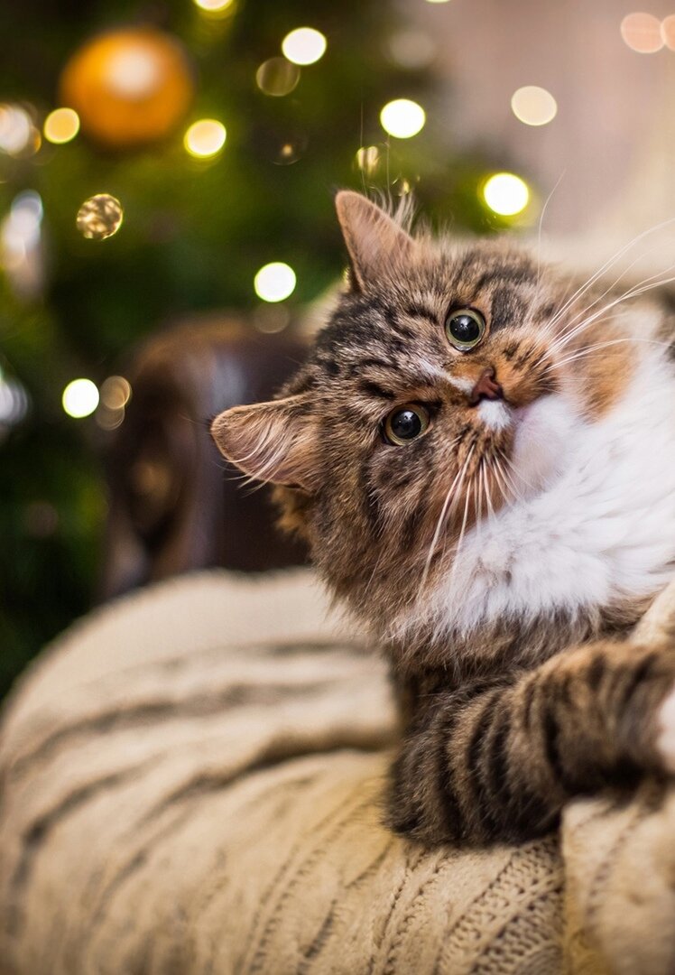 иллюстрация из яндекс картинки.