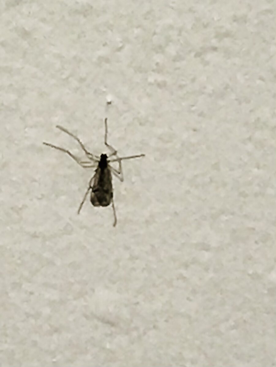 Комар в спальне. Январь 2022 года. Фотография из личного архива.