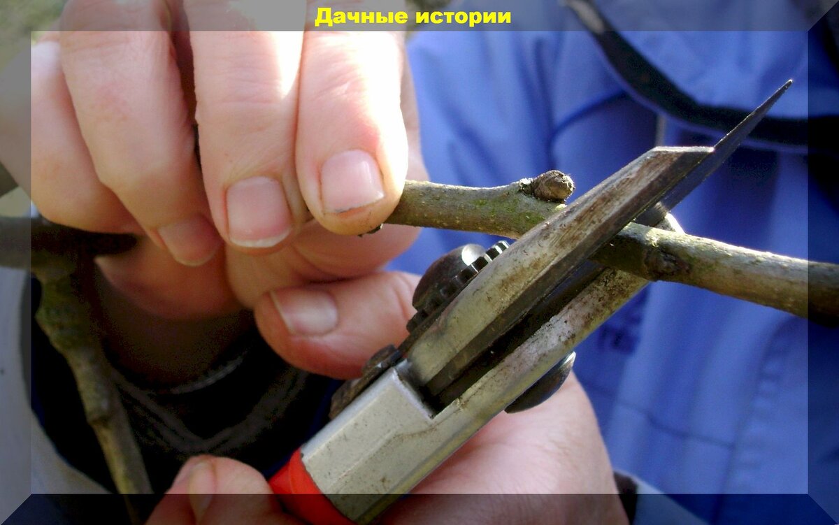 https://vk.com/photo-159774511_457250666