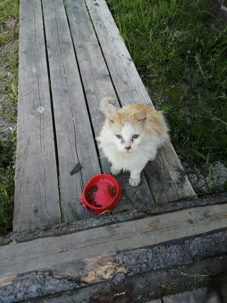 Такой бездомный кот появился летом2021 года . Уже месяц как его кормим. Фото автора