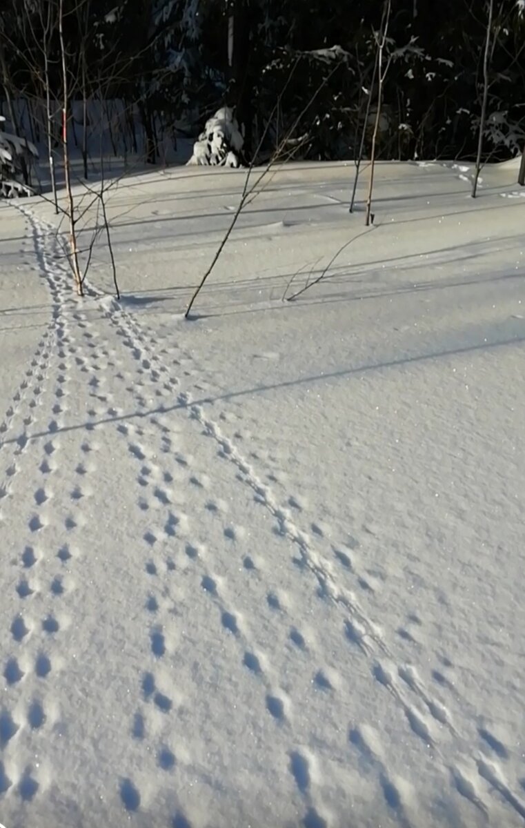 Кто-то прыгал - скакал.. 