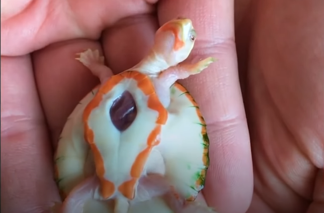 Черепашоно