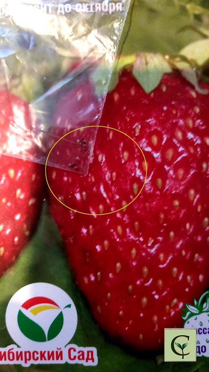 У крупноплодной земляники и семена должны быть крупными