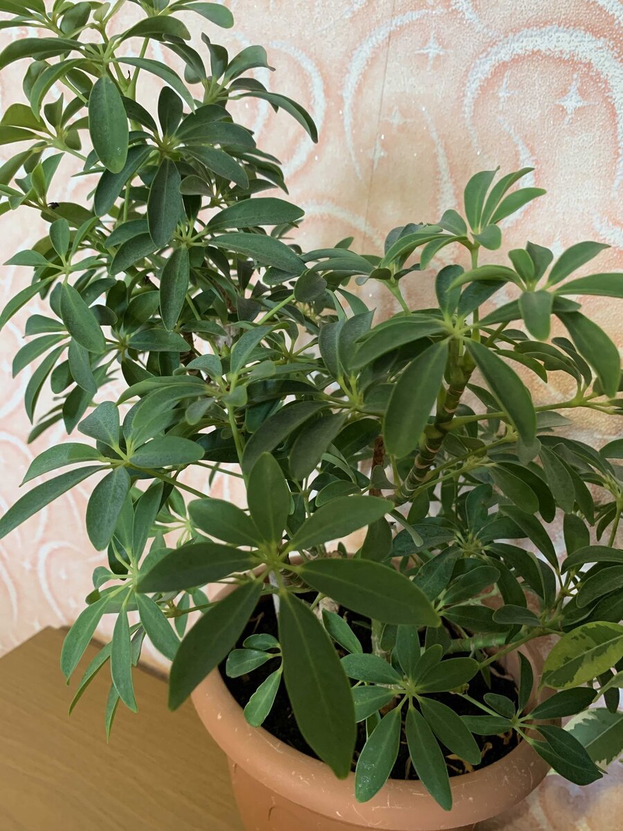 Schefflera Taiwaniana