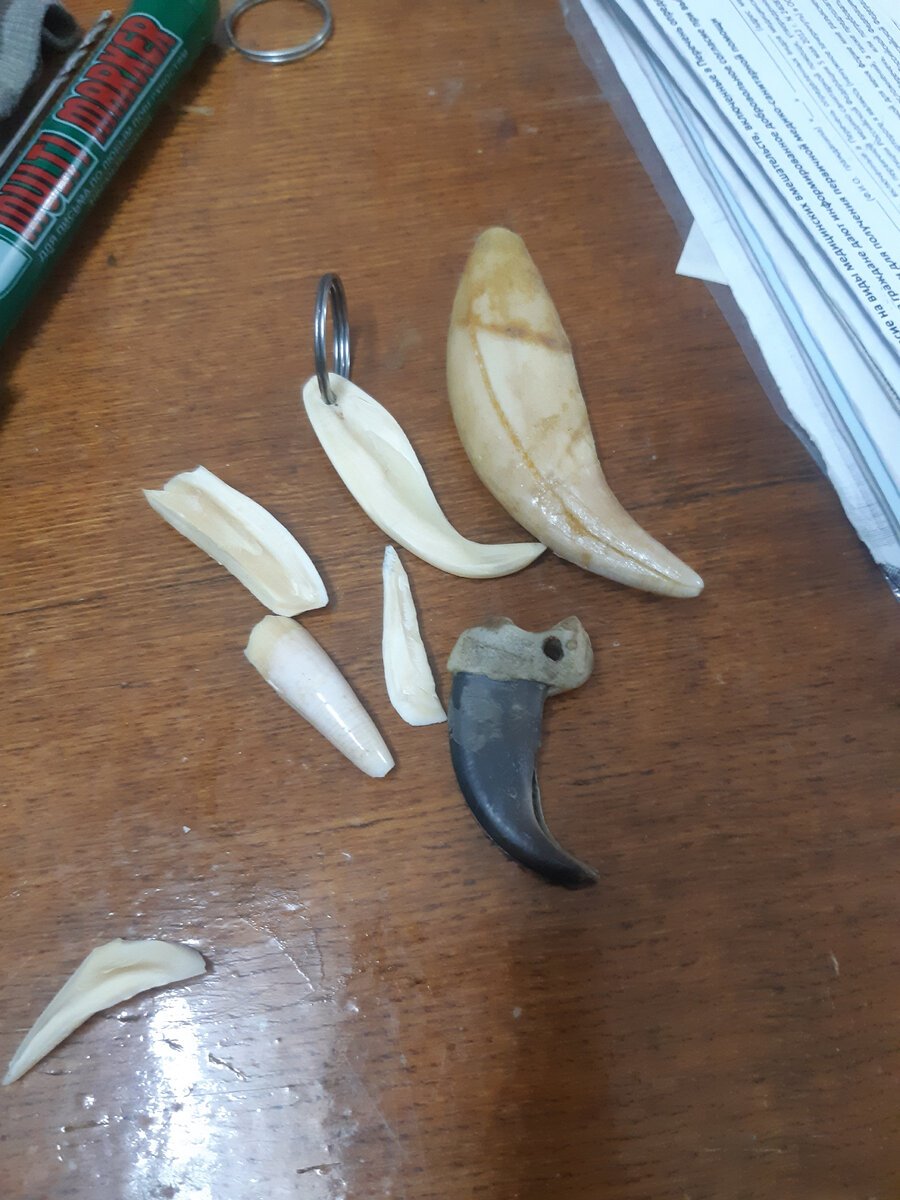 Коготь Клык Медвежий 