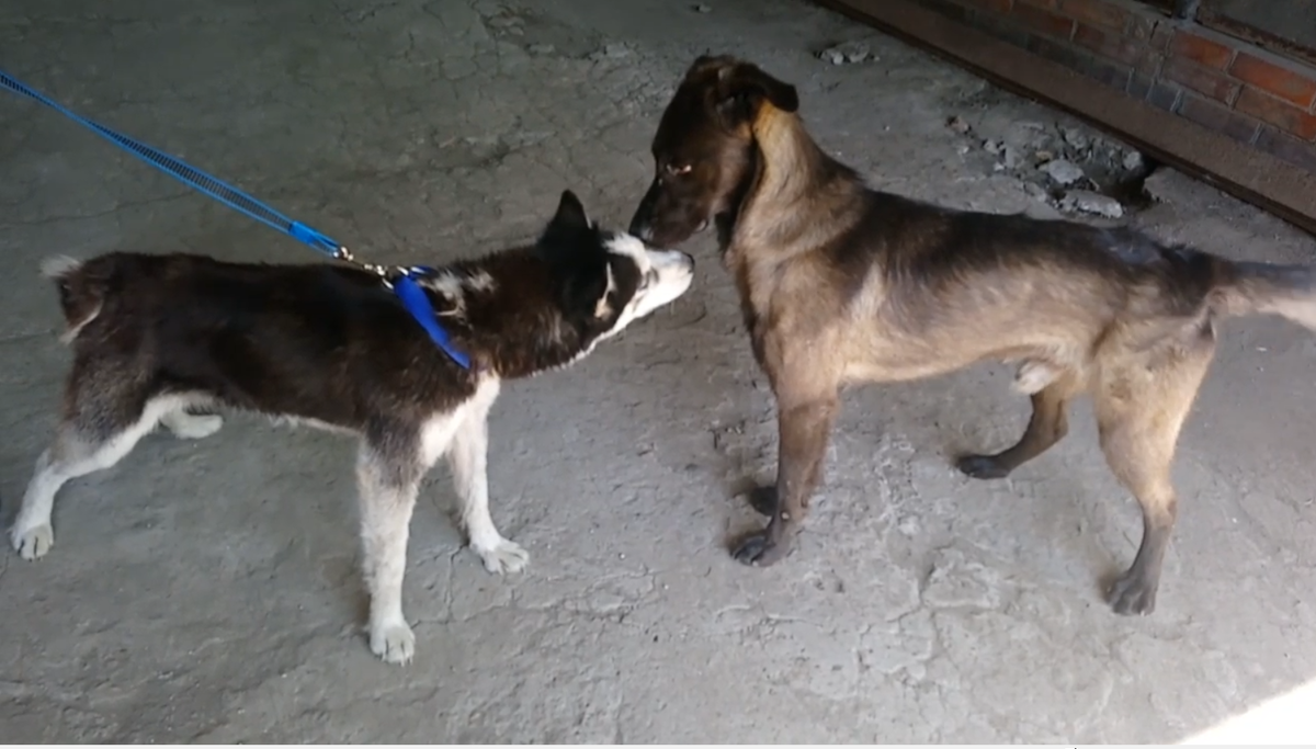 Герда и Джек