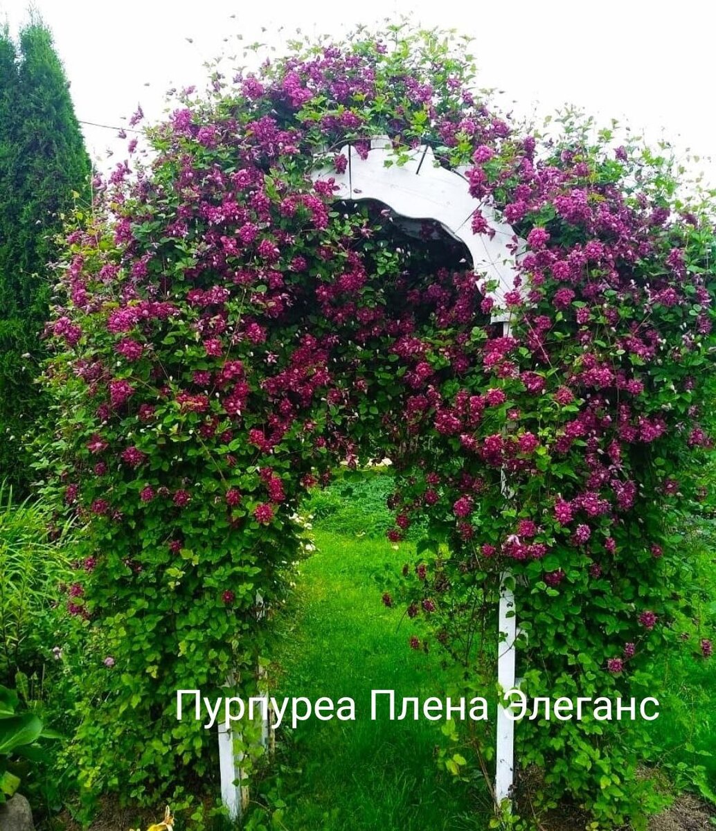 Клематисы 3 группы обрезки. Прверенные сорта | НЕскучный сад в Питере ...