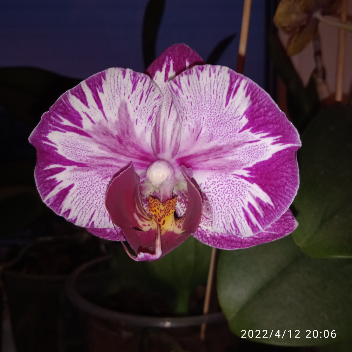 ЦВЕТЕНИЕ БЕЗ УДОБРЕНИЯ