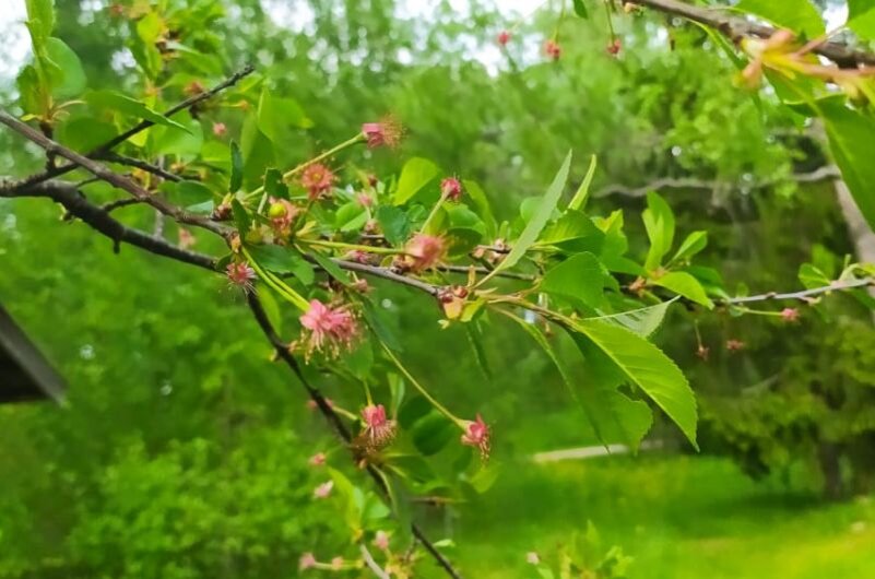 Вишня обильно цвела, теперь главное, чтобы была хорошая завязь.