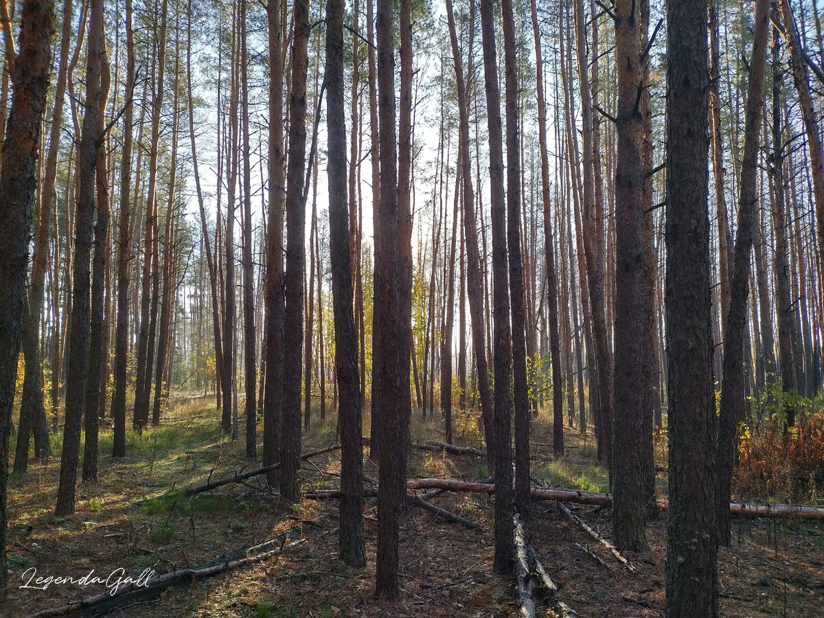 Солнышко поднимается