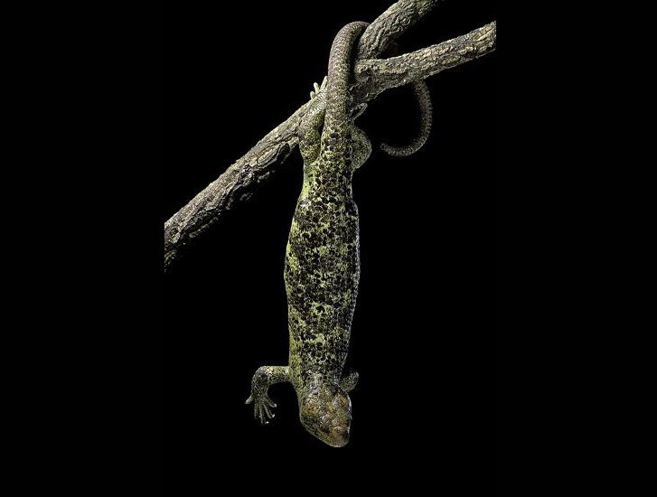 Цепкохвостый сцинк не просто большой: он является одним из самых больших сцинков в мире. 