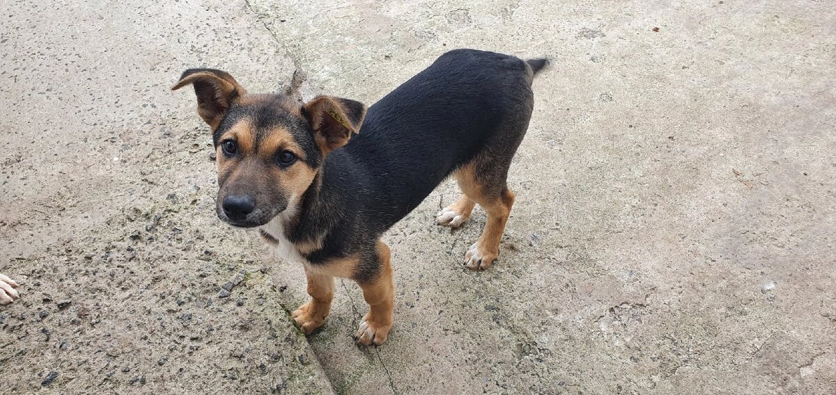 Кабанчик будет крупненькой