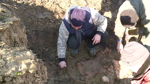 нашли носорога. нашли шерстистого носорога. нашли шерстистого носорога. скелет древнего носорога. нашли носорога.