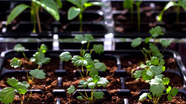 Выращивание саженцев клубники из семян в кассетах.