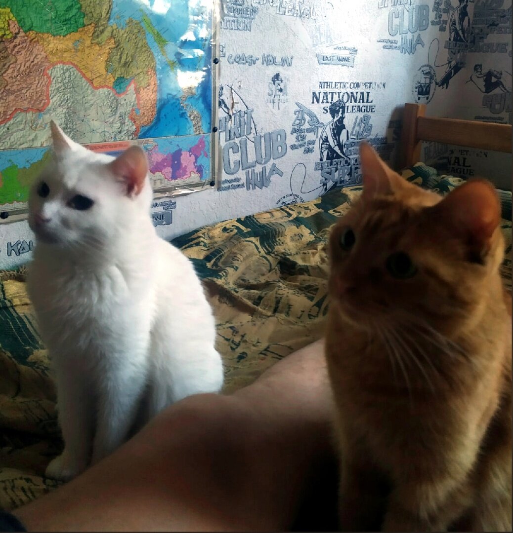 Если что-то ешь, они тут как тут.