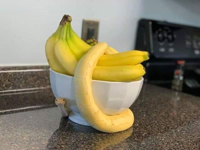 Эти забавные животные