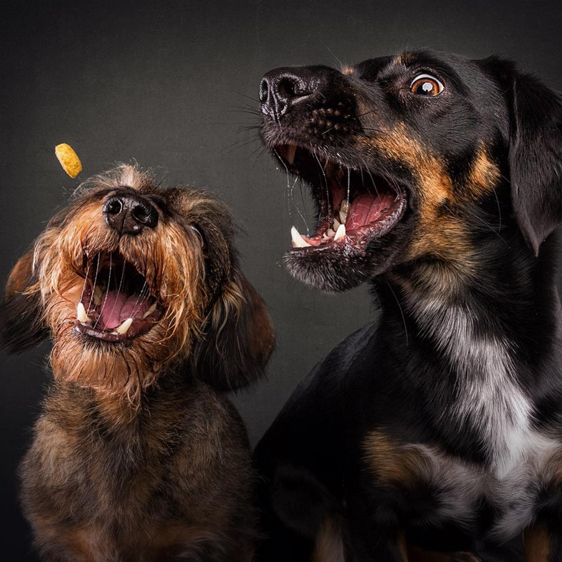 «Собаки ловят угощения» (Dogs Catching Treats)