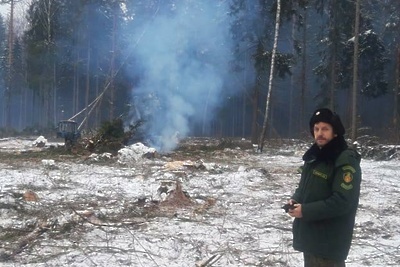    Санитарную рубку провели вблизи подмосковной деревни Грибцово © Пресс-служба Комитета лесного хозяйства Московской области