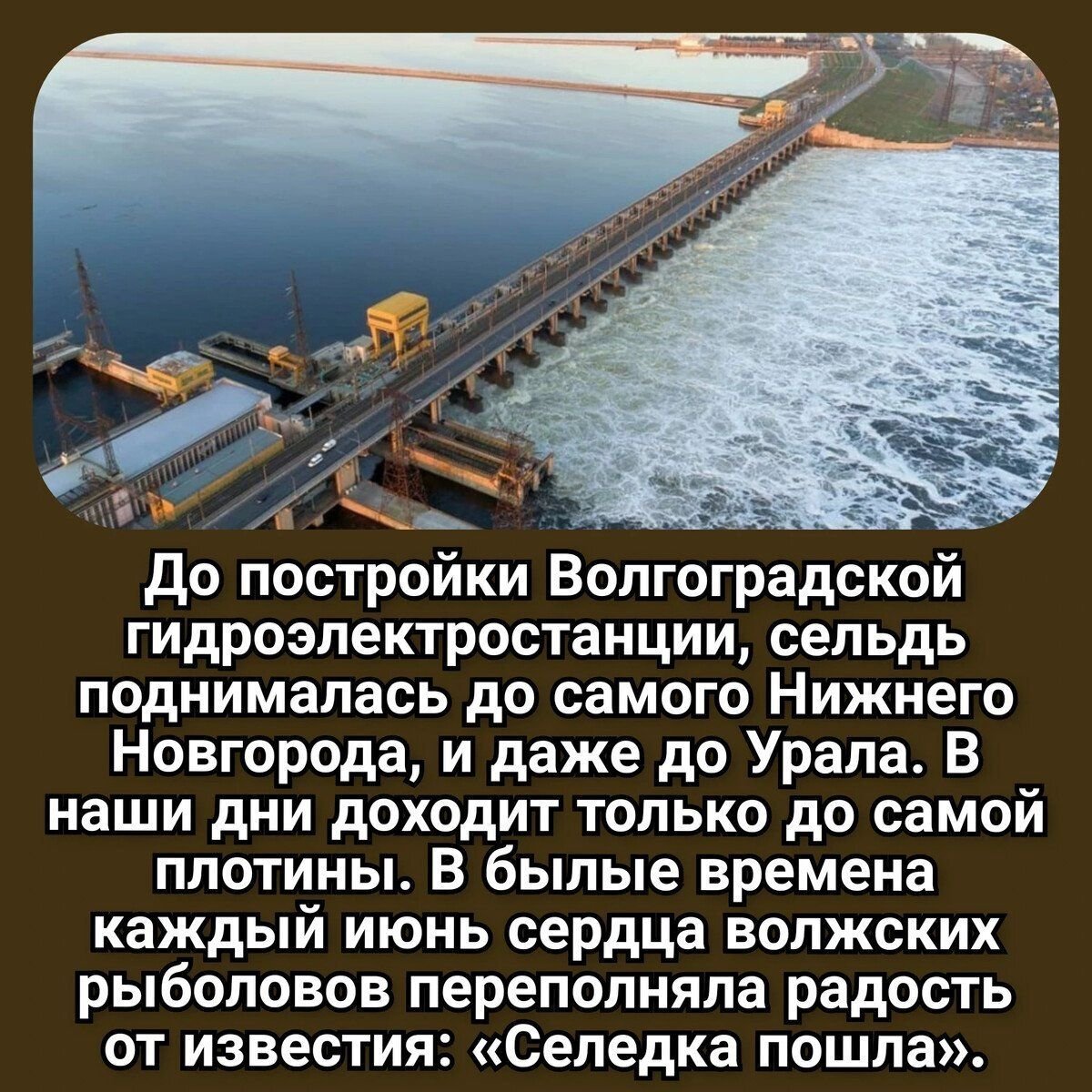 Волжская сельдь что это за рыба и чем она отличается от залома | Яна  Ковалева | Дзен