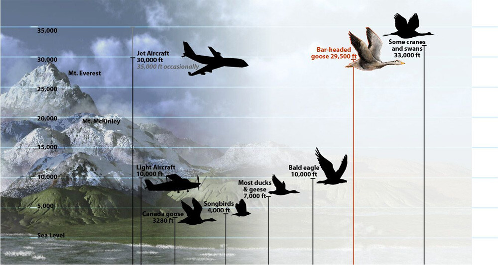 Сравнение полёта нормальных птиц, самолёта и горного гуся. 