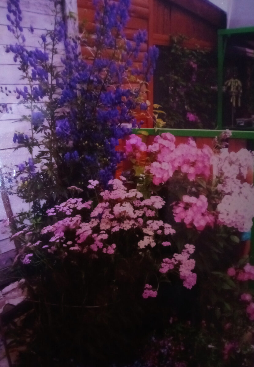 Первые клумбы 