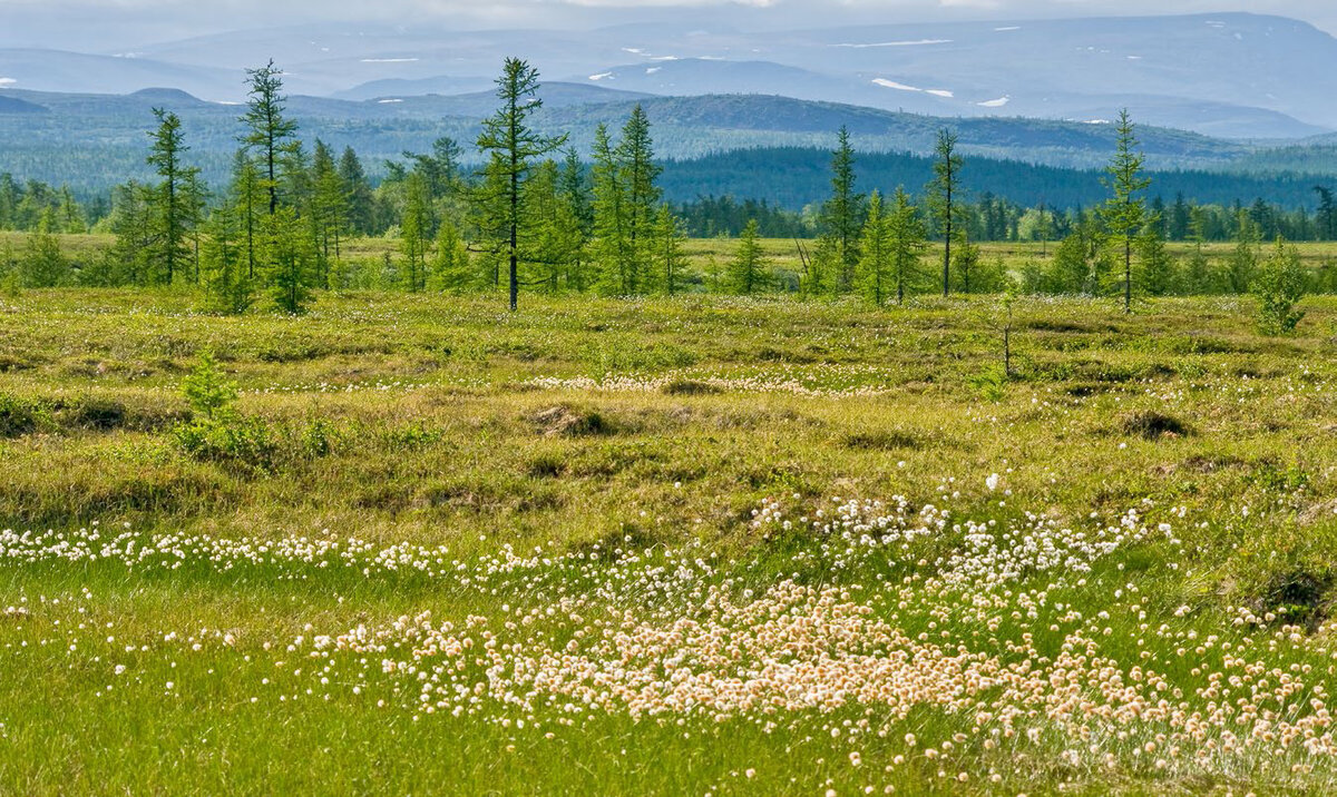 Каверзный вопрос: Чем питались мамонты? | Цитадель адеквата | Дзен