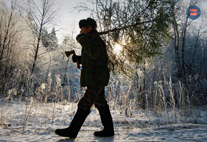 За елочку можно поучить до 2-х лет лишения свободы