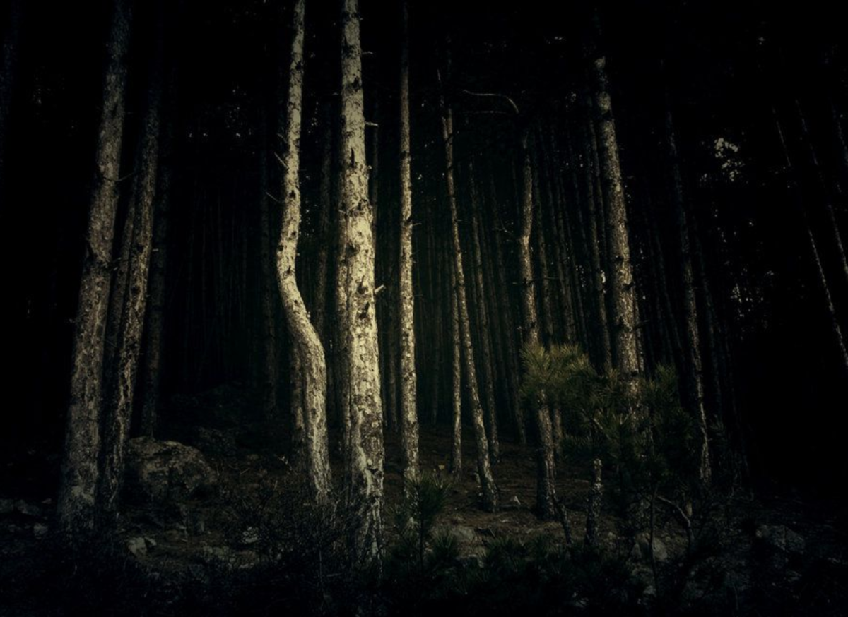 Night forest стим фото 106