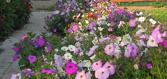 Первый год моего выращивания петунии. Всю эту ораву я вырастила из семян. Вся квартира была в петуниях.