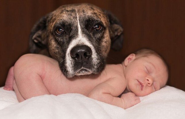 Фото источник: wikipet.ru