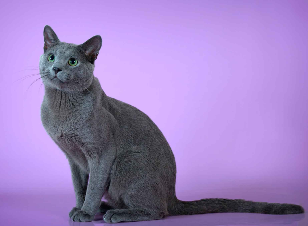 Какая порода кошек подходит вам по характеру? Определяемся вместе Pets2.me Дзен
