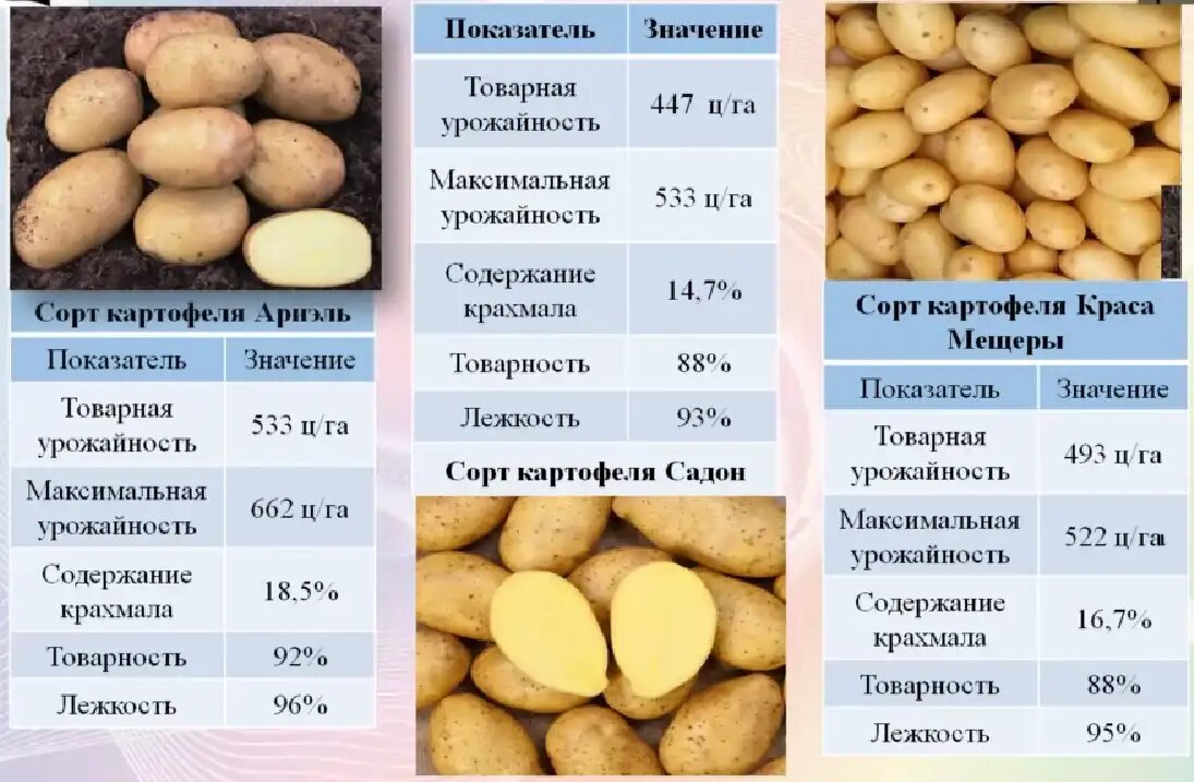 Картофель флагман описание сорта. Сорта картофеля таблица. Сорта картофеля таблица с описанием. Картофель Краса. Урожайность сортов картофеля таблица.