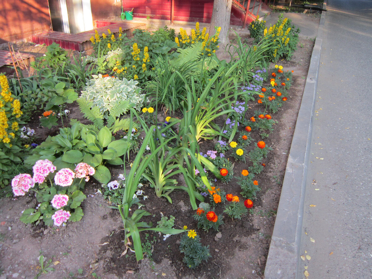 Эта герань - акцент всего цветника. Листайте.