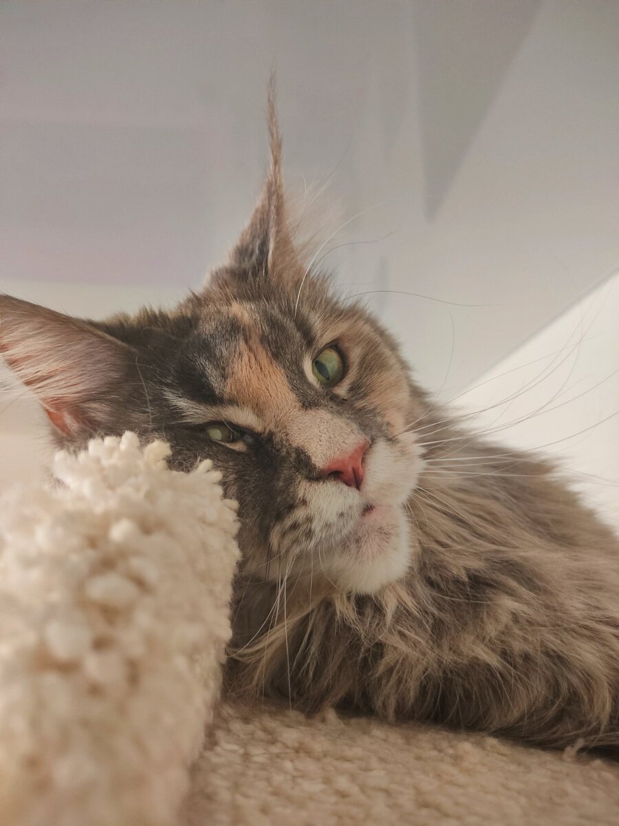 Шая Мейн-Кун