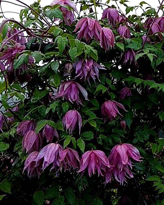 Фото интернет