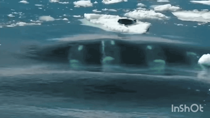 Атака волной у косаток, чтобы сбросить морского котика в воду. Фрагменты видео взятого из открытого источника 
